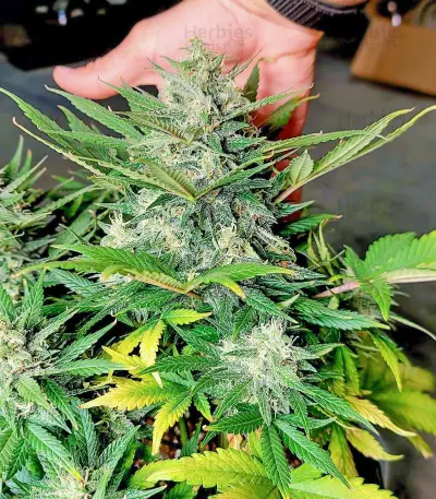 Lemon Haze Auto (Expert Seeds) Seeds