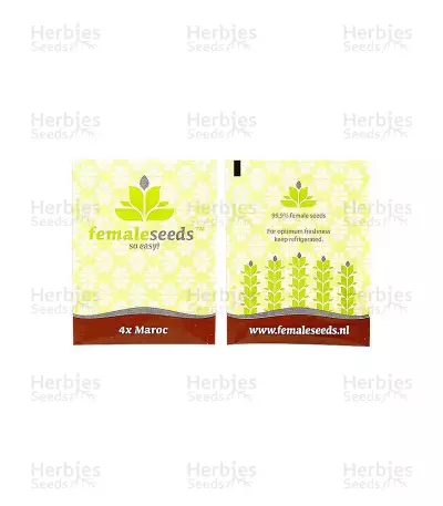 Maroc Seeds