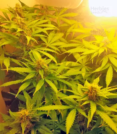 Northern Lights Auto feminized seeds (Green House Seeds)