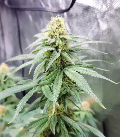 Runtz Punch Seeds (Herbies Seeds)