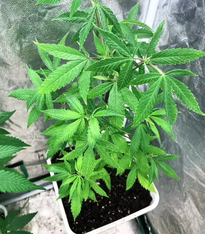 Afghan Kush Early Harvest Seeds