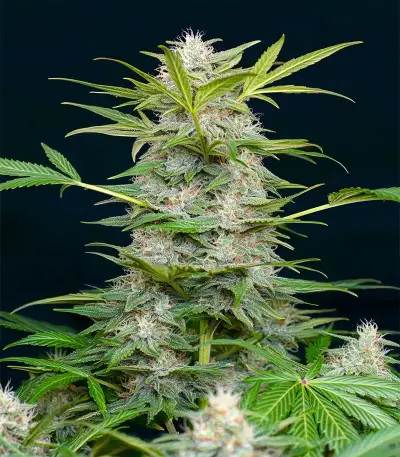 AK Triple Haze Auto Seeds
