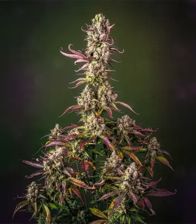 Auto Anonymass (Critical Mass Collective Seeds) Cannabis-Samen