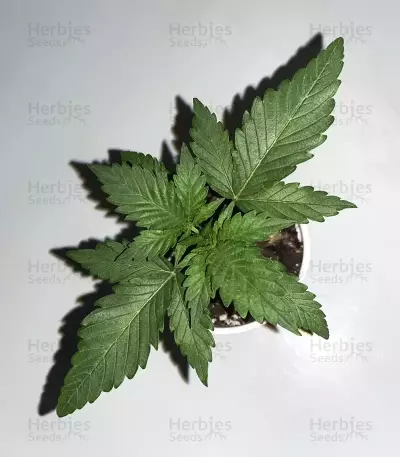 Banana Punch (Barney's Farm)