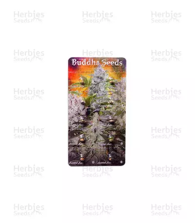 Buddha Assorted Auto feminized seeds (Buddha Seeds)