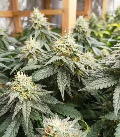 Colorene Kush feminized seeds
