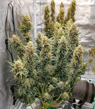 CR + feminized seeds
