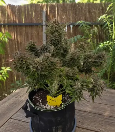 Do-Si-Dos Auto Seeds (Royal Queen Seeds)