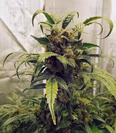 Exodus Cheese x Jack Herer x NL5 feminized seeds