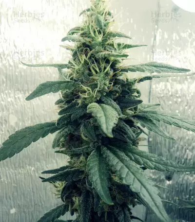 Exodus Cheese x Jack Herer x NL5 feminized seeds
