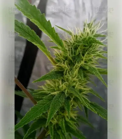 Fat Bastard Auto Seeds