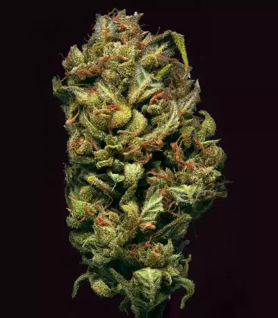 Semi Femminizzati Gelato Auto (Fast Buds)