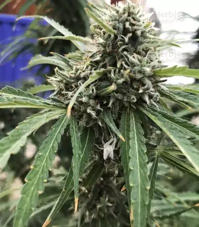 GG#4 Original Glue feminized seeds (Blackskull Seeds)