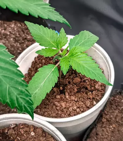 Gorilla Glue (Herbies Seeds)
