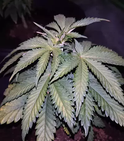 Graines de cannabis Glookies (Barney's Farm)