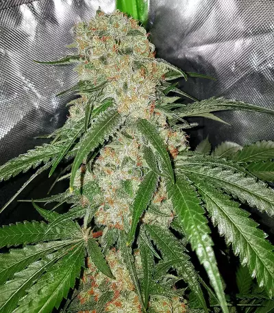 Semi regolari di Hash Fruit