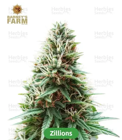 High-THC Bundle #1