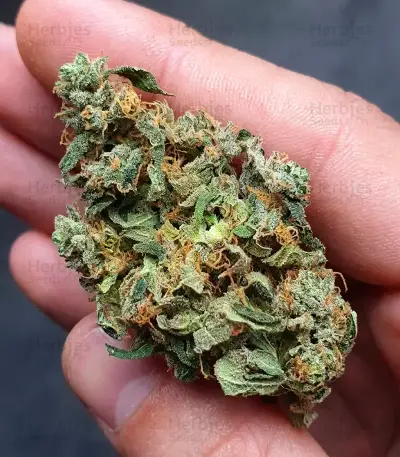 Jumping Jack Dash Auto feminized seeds