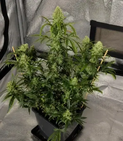 Semi Femminizzati Mango Cherry Runtz Auto (Fast Buds)