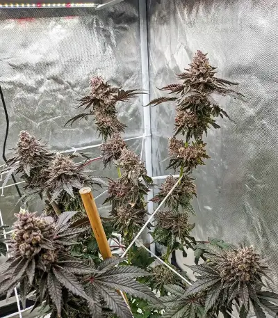 Mokum's Tulip Auto Seeds
