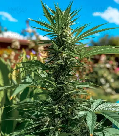 Money Maker Seeds