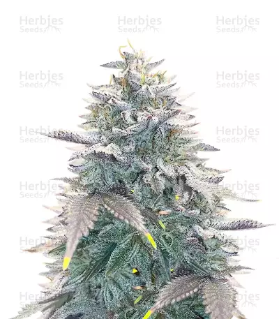 OG Kush Auto เมล็ดพันธุ์สตรี (Ethos Genetics)