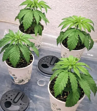 Panama Red Seeds