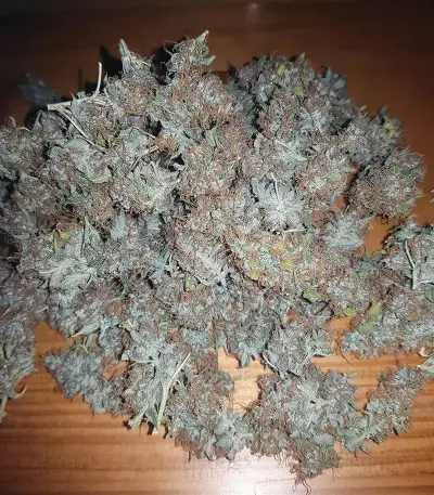 Purple Punch Auto Seeds