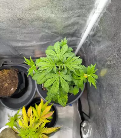 Purple Tropicana Cookies Seeds (Seedkeepers)