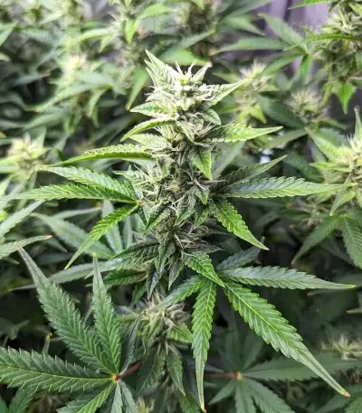 Semi Femminizzati Section 781 Autoflowering (Blimburn x Herbies)