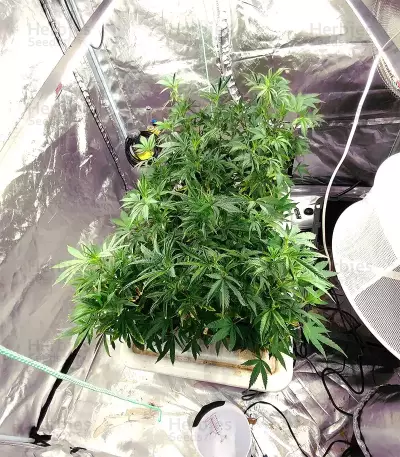 Silver LA Seeds