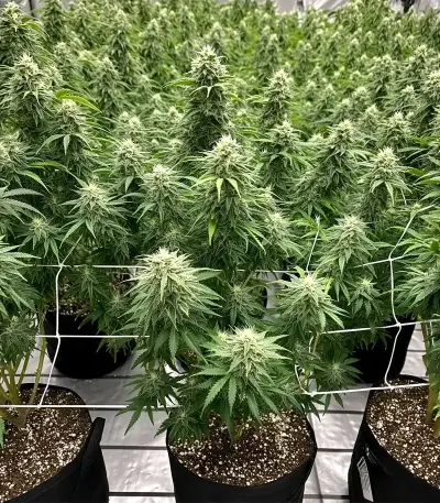 Skunk Haze Seeds