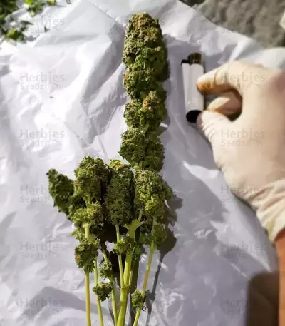Sticky Dream (Positronics Seeds)