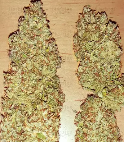 Strawberry Pie Seeds