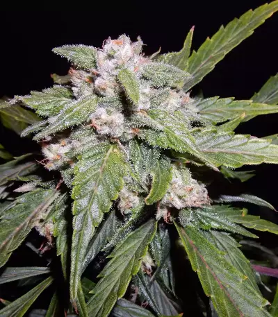 THC Bomb Auto (Bomb Seeds)