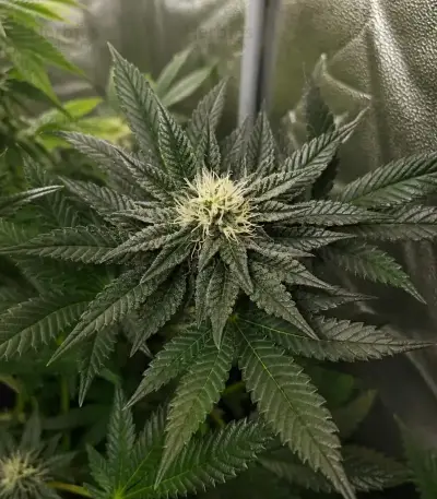Trop Cherry Seeds (Original Sensible Seeds)