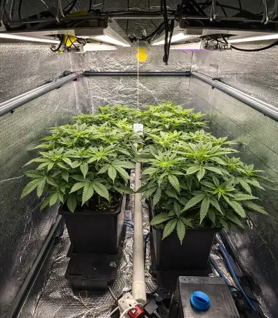 Tropicana Cherry Seeds