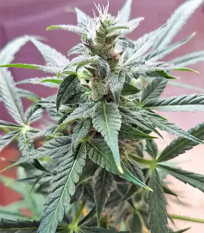 White Widow feminized seeds (Seedstockers)