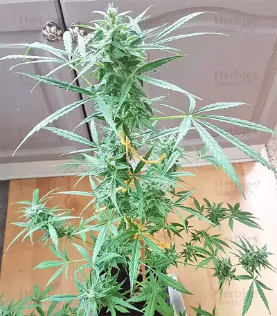 White Widow feminized seeds (Seedstockers)