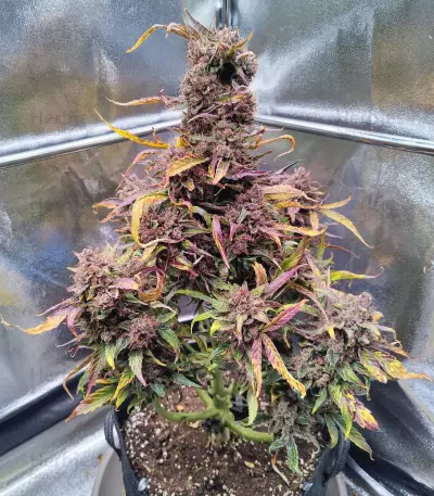 Strawberry Gorilla Auto strain