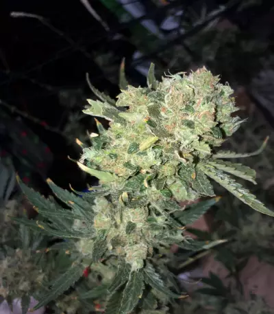 Dieselicious (Freedom of Seeds)