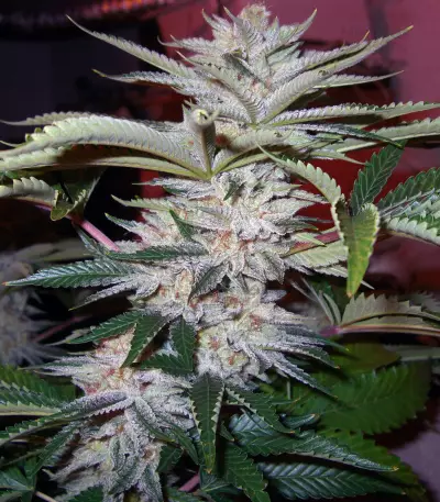 818 Headband