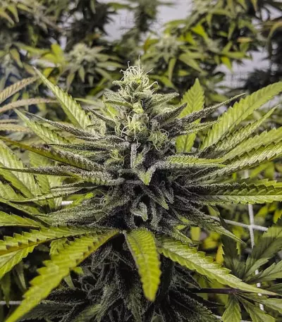 Afghan Hash Plant regular seeds