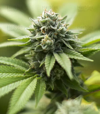 Semi femminizzati Alien Gorilla (Big Head Seeds)