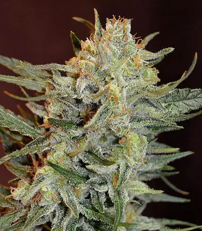 Amnesia Lemon Kush (Garden of Green)