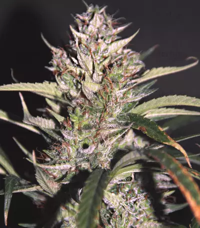 Auto Banana Blaze feminized seeds
