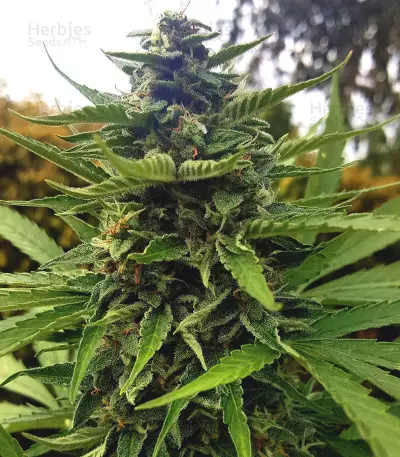 Auto Critical Soma Seeds