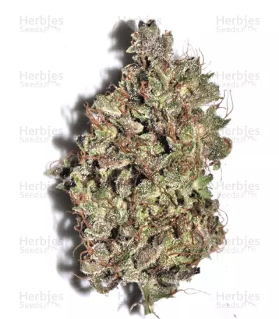 Bangi Haze (Ace Seeds)