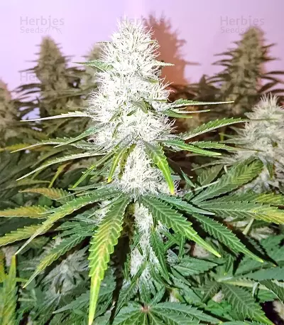Boulder Bubblegum feminized seeds