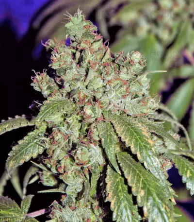 Cataract Kush regular seeds